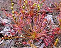 Drosera intermedia