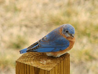 <span class="mw-page-title-main">Bluebird</span> Genus of birds