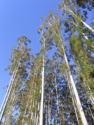 <i>Eucalyptus grandis</i> Species of eucalyptus