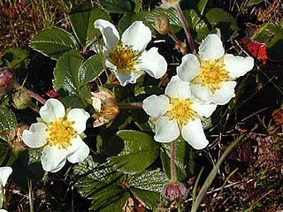 <i>Fragaria chiloensis</i> Species of plant