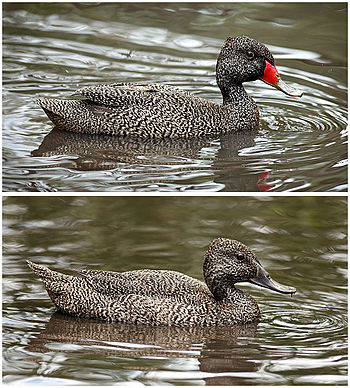 Freckled Ducks