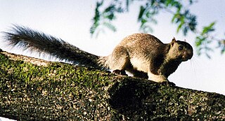 <span class="mw-page-title-main">Grizzled Squirrel Wildlife Sanctuary</span> Wildlife sanctuary in Tamil Nadu, India