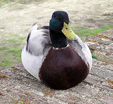 Grave eend maasmuur.jpg