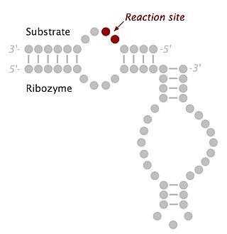 <span class="mw-page-title-main">Hairpin ribozyme</span> Enzymatic section of RNA