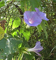 Ipomoea indica4.jpg