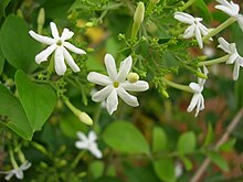 മൈസൂർ മുല്ല (Jasminum grandiflorum