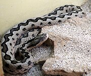 Víbora fociñuda (Vipera latastei)