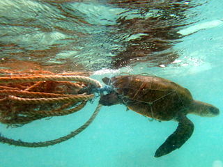 <span class="mw-page-title-main">Plastic pollution</span> Accumulation of plastic in natural ecosystems