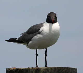 <span class="mw-page-title-main">Laughing gull</span> Species of bird