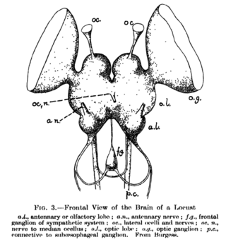 <span class="mw-page-title-main">Supraesophageal ganglion</span> Arthropod nervous system component