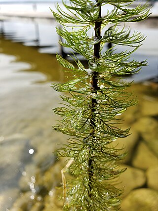 <i>Myriophyllum sibiricum</i> Species of flowering plant in the family Haloragaceae