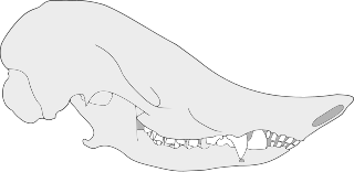 <span class="mw-page-title-main">Meridiolestida</span> Extinct clade of mammals