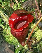 Nepenthes jacquelineae