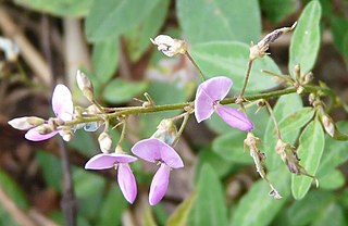 <i>Desmodium paniculatum</i> Species of legume