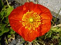 Papaver nudicaule cultivar