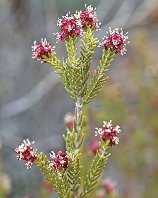 <i>Passerina</i> (plant) Genus of flowering plants