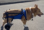 A 14 year old Corgi