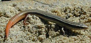 <i>Plestiodon egregius</i> Species of reptile