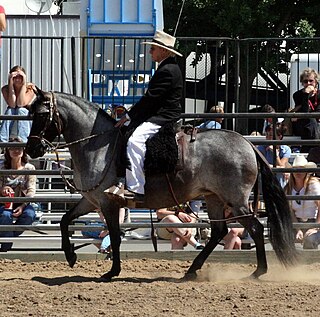 <span class="mw-page-title-main">Peruvian Paso</span> Breed of horse