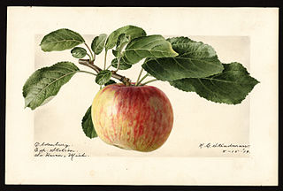 <span class="mw-page-title-main">Duchess of Oldenburg (apple)</span> Apple cultivar