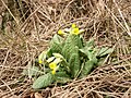 Primula veris