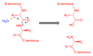 <span class="mw-page-title-main">Proteolysis</span> Breakdown of proteins into smaller polypeptides or amino acids