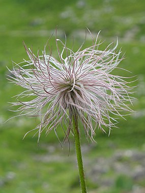 Seed-head of Pulsatilla alpina (Ranunculaceae)