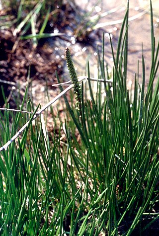 <i>Triglochin maritima</i> Species of flowering plant in the arrowgrass family Juncaginaceae