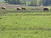 Syresham Marshy Meadows