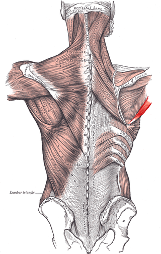 <span class="mw-page-title-main">Teres major muscle</span> Muscle of the upper limb