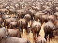 N Koppel Gnue in dän Ngorongoro-Kroater