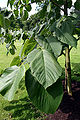 Tilia monticola