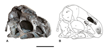 Skull of Tongtianlong limosus Tongtianlong-4-horizontal.png