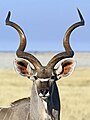 El gran kudú o kudú mayor (Tragelaphus strepsiceros) es una especie de mamífero artiodáctilo de la subfamilia Bovinae. Habita las sabanas boscosas del África austral y oriental. Es el tercer antílope en cuanto a tamaño, solamente superado por las dos especies del genero Taurotragus. Por Lycaon.