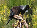 Feathers fluffed up to make it look bigger.