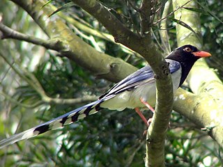 <span class="mw-page-title-main">Red-billed blue magpie</span> Species of bird