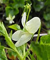 Viola striata