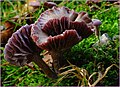 Laccaria amethystina, humide