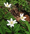 Anemoneae: Anemone nemorosa