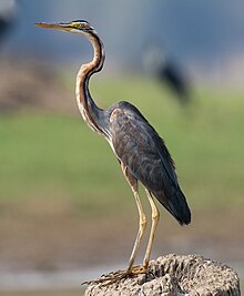 2010-kabini-purple-heron.jpg