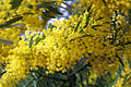 Acacia covenyi, Jardim Botânico Nacional de Canberra