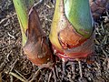 Alpinia purpurata, Rhizome.jpg