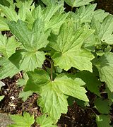 Anemone hupehensis