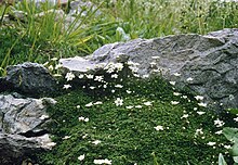 Arenaria balearica 2.jpg