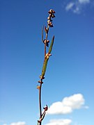 Atriplex patula sl46.jpg