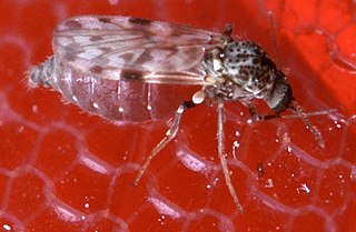 <i>Culicoides</i> Genus of biting midges