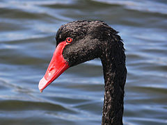 Juodoji gulbė (Cygnus atratus)