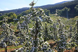 Epleblomstring på Lothe