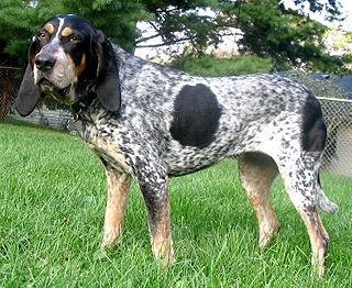 <span class="mw-page-title-main">Bluetick Coonhound</span> Dog breed