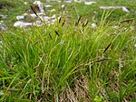 Carex sempervirens